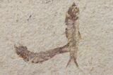 Fossil Fish (Knightia) Plate - Wyoming #111246-1